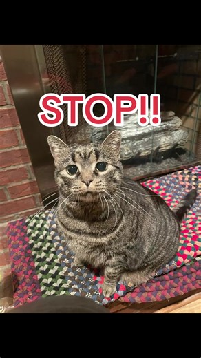 Understanding Bean Inspection Processes