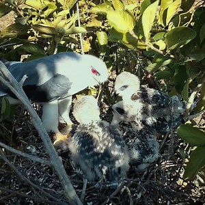 5.2K views · 218 reactions | Bird's SHOCKING Feeding Habits Revealed | Review All Birds | Facebook