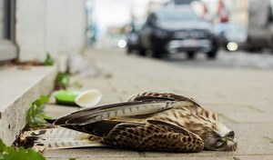What Does It Mean When You Hit a Bird While Driving?