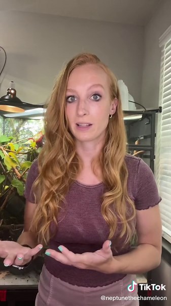 Ultimate Tips for Beginner Chameleon Owners | Must-Know Chameleon Care Guide