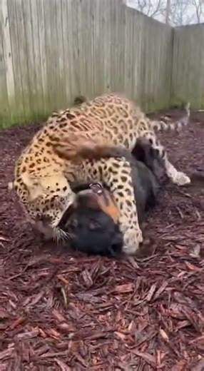 Jaguar vs Rottweiler: An Unbelievable Animal Encounter!