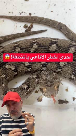 احدى اصغر واخطر الافاعي السامة بالعراق والمنطقة! "Saw-scaled Viper" او أفعى الحراشف المنشارية
