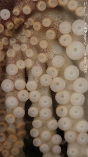 Octopuses have a segmented nervous system