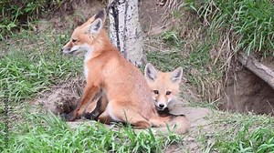 Red fox kits in the Canadian wilderness