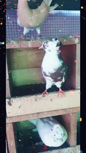 Identifying Different Pigeon Breeds in Enclosed Spaces