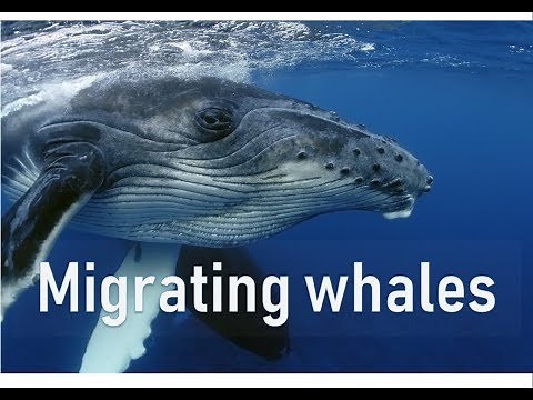 Migrating whales