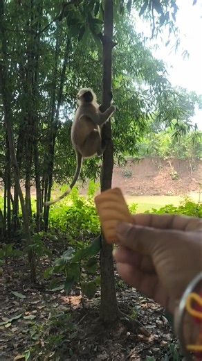 Cute Wild Monkey Tries to Take Biscuit | Amazing Forest Clip