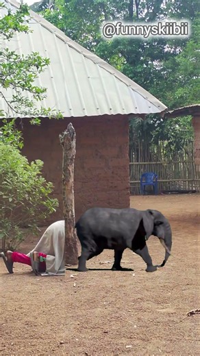 Walking Elephant vedio Editing tutorial