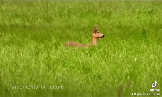 FM Nature on TikTok