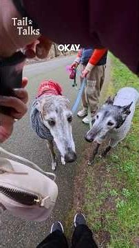We met two gorgeous Greyhounds out for a walk! #greyhound #dog
