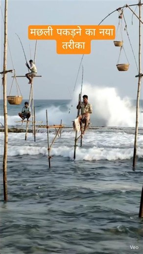 Amazing view of traditional stilt fishing (Ritipanna) of Sri Lanka #fishing #rongali #fish #viral