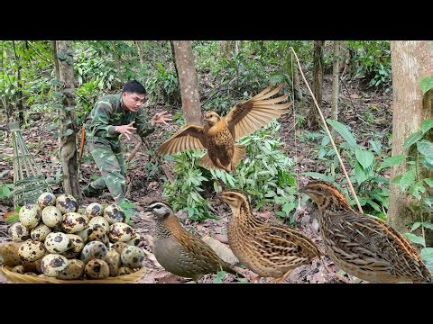 Survival in the Wild for 200 Days: Catching and Raising Quail, Wild Chickens, and Pheasants