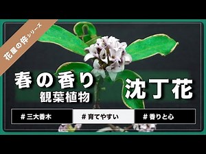 ＜初心者におすすめ＞沈丁花の育て方｜三大香木｜香りとメンタルヘルス