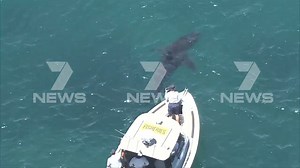 289K views · 2.3K reactions | COTTESLOE SHARK A 5 metre Great White Shark sighted off Cottesloe has closed beaches this morning. A shark warning has been issued for Perth metropolitan beaches today. www.7NEWS.com.au | 7NEWS Perth | Facebook