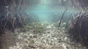 Prop roots descend from mangrove trees growing deep in a remote mangrove forest. These specialized roots on red mangrove trees are adapted to growing in areas affected by tides.