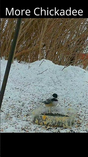 Chickadee Song #centralontariocanada