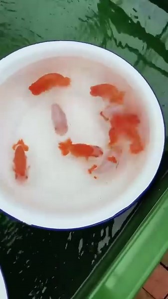 Japan ranchu coming soon | New Life Aquarium & Pets