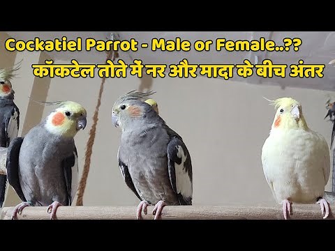 Cockatiel Parrot : Difference between male and female cockatiel parrot