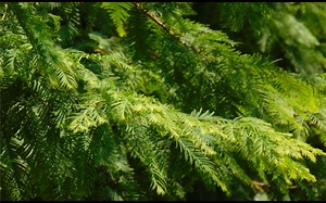 索尼DSC H300相机实拍样张