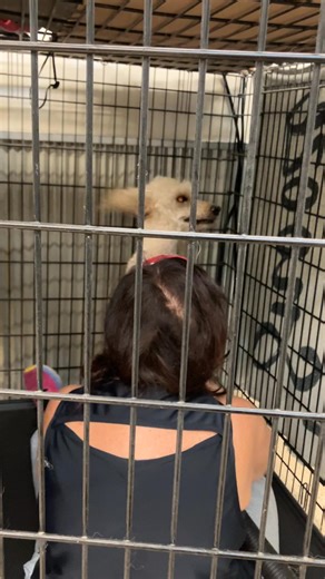 Has anyone seen Lori? She’s supposed to be drying her poodle. #doggrooming #doggroomer #poodle | Size Matters Dog Grooming