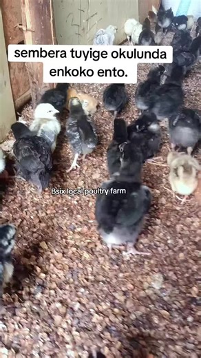 You don't know how to manage chicks during brooding stage, come at Bsix local poultry farm Mende kalema wakiso and I teach you very well. #fyyyyyyyyyyyyyyyy #localpoultryfarming #kuroilre #sasso #localmarket