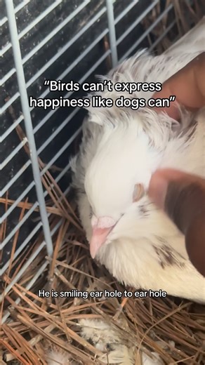 Black Gold Avians on Instagram: "Happy boi"