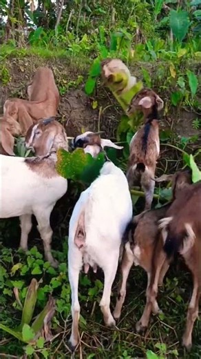 বাচ্চার স্কিন চক চক করে কেনো 💯💯💯🐐🐐🐐🐐#bakripalankaisekre #beautifullgoats #goat knowledge #shorts##