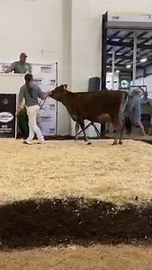 83K views · 3.2K reactions | The Jersey Event Sale is off and running in Lebanon, PA with a big crowd enjoying the hospitality and a really fine lineup of Jersey cattle! Lot 39 - Brenbe Gunman Glamour-ET, a Gunman summer yearling out of a deep Canadian pedigree was hammered off at $17,200! | Cowsmopolitan, Inc. | Facebook