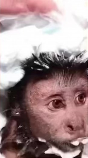 18K views · 1.4K reactions | Monkey Bath Time! #monkey #bathtime #soapy | MonkeyBoo | Facebook