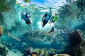 ENTER TO WIN! The Dolphin Swim Experience at Discovery Cove’s Dolphin Lagoon