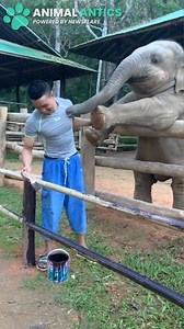 This adorable elephant really wants to play with the zoo worker! 🥰🐘 | Animal Antics