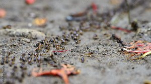 white ants or termites on decomposing wood. As an enemy of wooden houses as well. Termites walking in a row