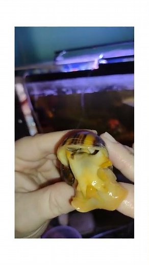 sexing a mystery snail IN DEPTH LOOK