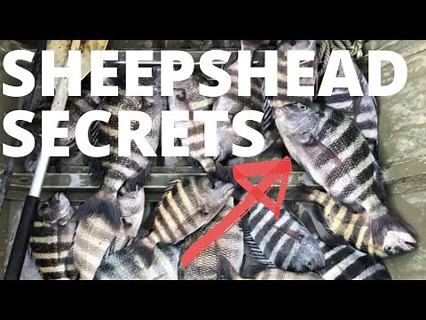 How to catch SHEEPSHEAD. Fishing UNDER A BRIDGE 2 man LIMIT!