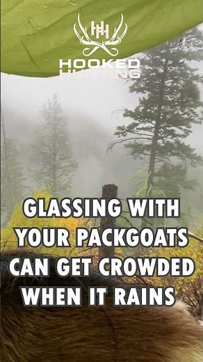 Glassing with Pack Goats - It Can Be Crowded #packgoats #backcountryhunting #diypublicland