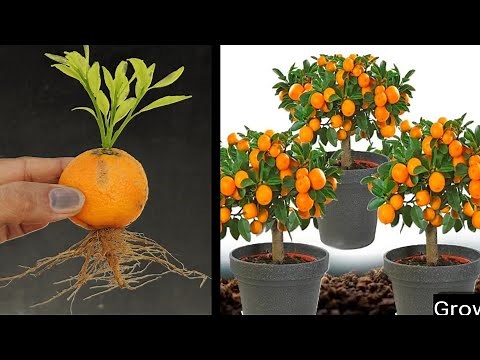How to Grow Orange Trees from Seed |Tips and Tricks for Growing Orange Trees how to grow Orange tree