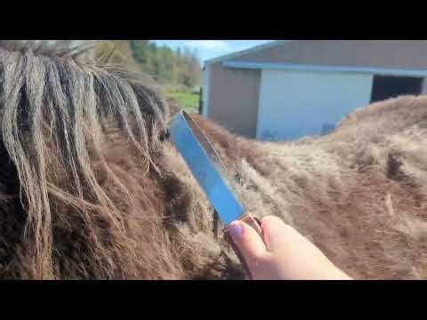 Spring is Horse Shedding Season - Grooming my Horse