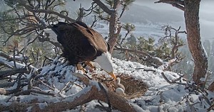 Nature Talk: Big Bear Lake's Magnificent Bald Eagles – Chirp Nature Center