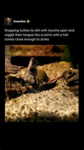 Invention on Instagram: "Snapping turtles are ambush predators with one of the most fascinating hunting adaptations in the animal kingdom. They spend much of their time lying motionless at the bottom of lakes, rivers, or ponds with their mouths wide open. Inside their mouth is a tongue that can move in a way that looks like a small worm wriggling around, perfectly designed to trick unsuspecting prey. When a curious fish notices the movement, it mistakes the tongue for an easy meal. Drawn in by w