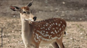 sika deer (Cervus nippon) or spotted deer