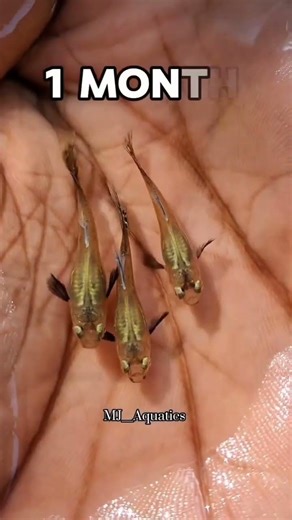 Small fish growing journey😧