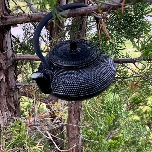 🫖 🍃This cache is a real ‘tea’-ser 🍃🫖 Video by najmo_geocaching. Video: A metal teapot hangs from a branch of a tree. A geocacher’s hand reaches out and removes the lid. Inside the pot sits a tea leaf strainer holding a bison tube. The geocacher lifts out the bison tube, revealing a plastic spider beneath the strainer. The geocacher holds the bison tube up to the camera. #geocaching #geocache #geocachingcanada #geocachingontario #geocachingtoronto #geocachingfun #gogeocaching #ilovegeocaching