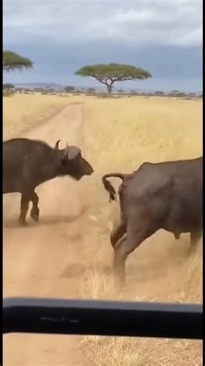 Battle of the Giants