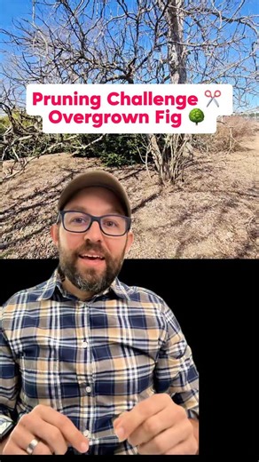 Josh Gardens on Instagram: "Post the word PRUNE to learn more about my pruning workshop ✂️🌳 This fig tree is completely overgrown… but here’s exactly how I’d bring it back 👇 First, remove all that growth at the base and bring it to a single trunk. You can air layer, ground layer, or root the cuttings 🌱 Either way, that extra growth has to go. Next, thin out those dense branches. Cut the straight-up shoots coming off the long arches to reduce the height and open up the canopy ☀️ Then shorten t
