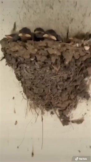 Screaming Baby Birds Meme Compilation | Funny Bird Memes