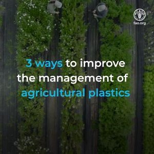 1.3K views · 121 reactions | From plastic mulch films to ear tags to greenhouses, plastic products are widely used in agriculture. They often end up abandoned in our soils & aquatic environments, threatening our ecosystems & food security. Here's how we can change this ⬇️ #BeatPlasticPollution | Food and Agriculture Organization of the United Nations (FAO) | Facebook