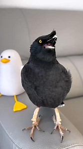 30K views · 1K reactions | Cute Birds talking ✨ #pet #birding #birdssotalented #animals #birdwatching #birdsofinstagram #commonhillmyna #birdsbecometheessence #love #animal #birds #birdsspeak #talkingbird | Daily Birds | Facebook