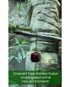 5.5K views · 214 reactions | Male Emerald tree monitor, Kubor, has recently enjoyed the chance to investigate some new enrichment created by the Animal Care Team! Hidden within a hanging basket were some crickets, so Kubor had to use his front legs and prehensile tail to reach the food inside!年 #Reptiles #BringingTheZooToYou #AnimalCare #ColchesterZoo | Colchester Zoo | Facebook