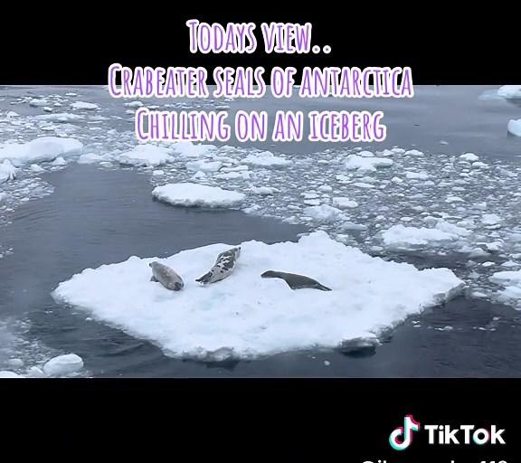 The crabeater seal (Lobodon carcinophaga), also known as the krill-eater seal, is a true seal with a circumpolar distribution around the coast of Antarctica. They are the only member of the genus Lobodon. They are medium- to large-sized (over 2 m in length), relatively slender and pale-colored, found primarily on the free-floating pack ice that extends seasonally out from the Antarctic coast, which they use as a platform for resting, mating, social aggregation and accessing their prey. They are