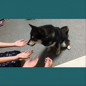 18K views · 512 reactions | Dog Confused By Magic Trick !! Like Dog Lovers Club | Dog Lovers Club | Facebook